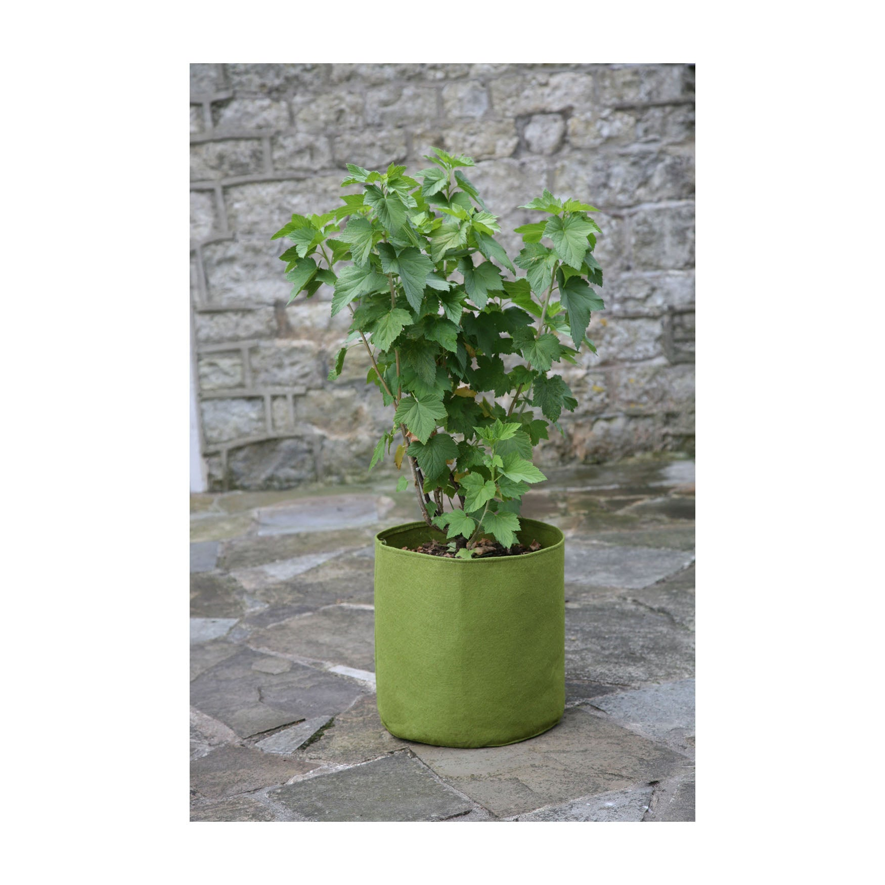 5.3 Gallon Vigoroot Pots with plant, enhances root growth, set of 3.