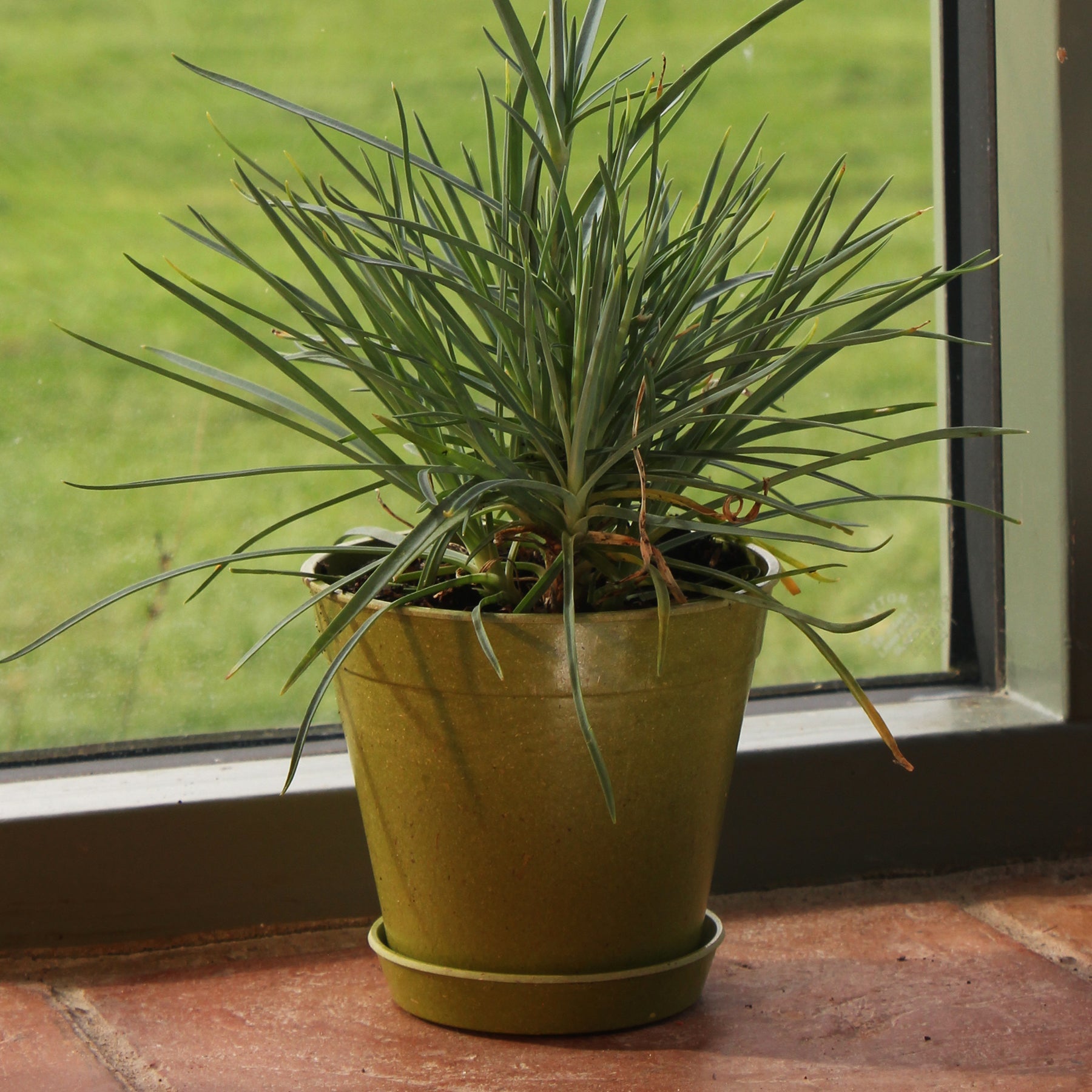 4" green bamboo pot with plant, eco-friendly and biodegradable, 5 pack.